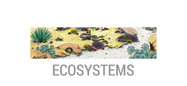 Ecosystems Storybook